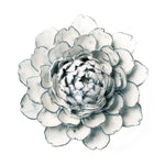 Chive Blue White Hermione Peony