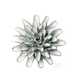 Chive Blue White Lexi Cornflower