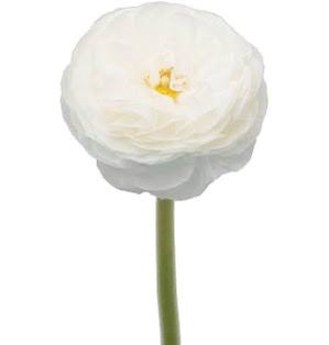 Garden Ranunculus 23.5" White