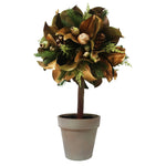 Winward Magnolia Leaf in Pot  26"