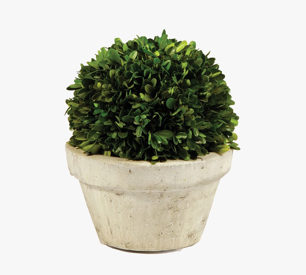 Ball Boxwood Pot 9"