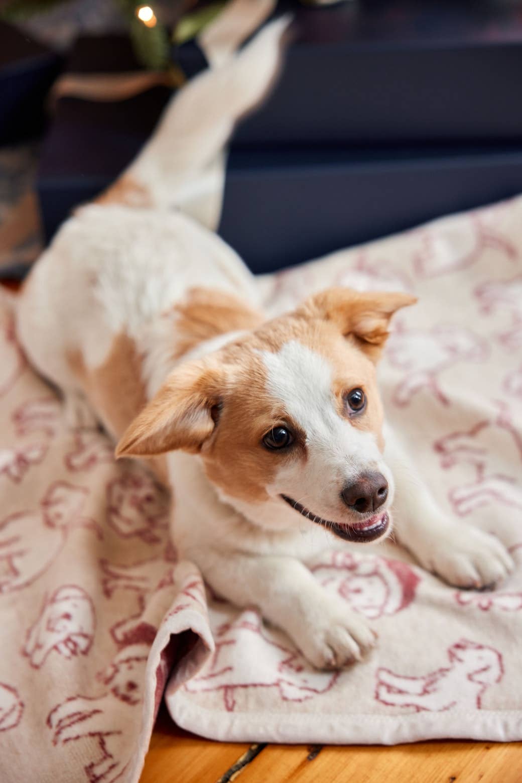 ChappyWrap - Santa Puppies Mini Blanket
