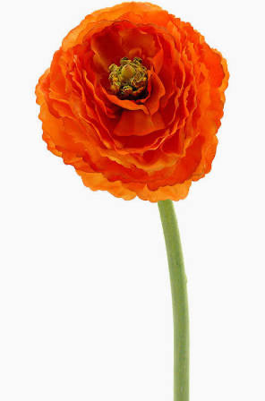 Garden Ranunculus 23.5" Orange