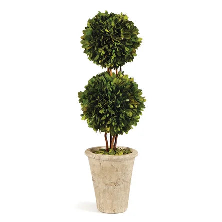 Boxwood Topiary in Ceramic Pot