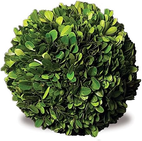 Boxwood Greens 6" Preserved Ball