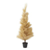 Cream Pampas Grass Tree - 5 Foot