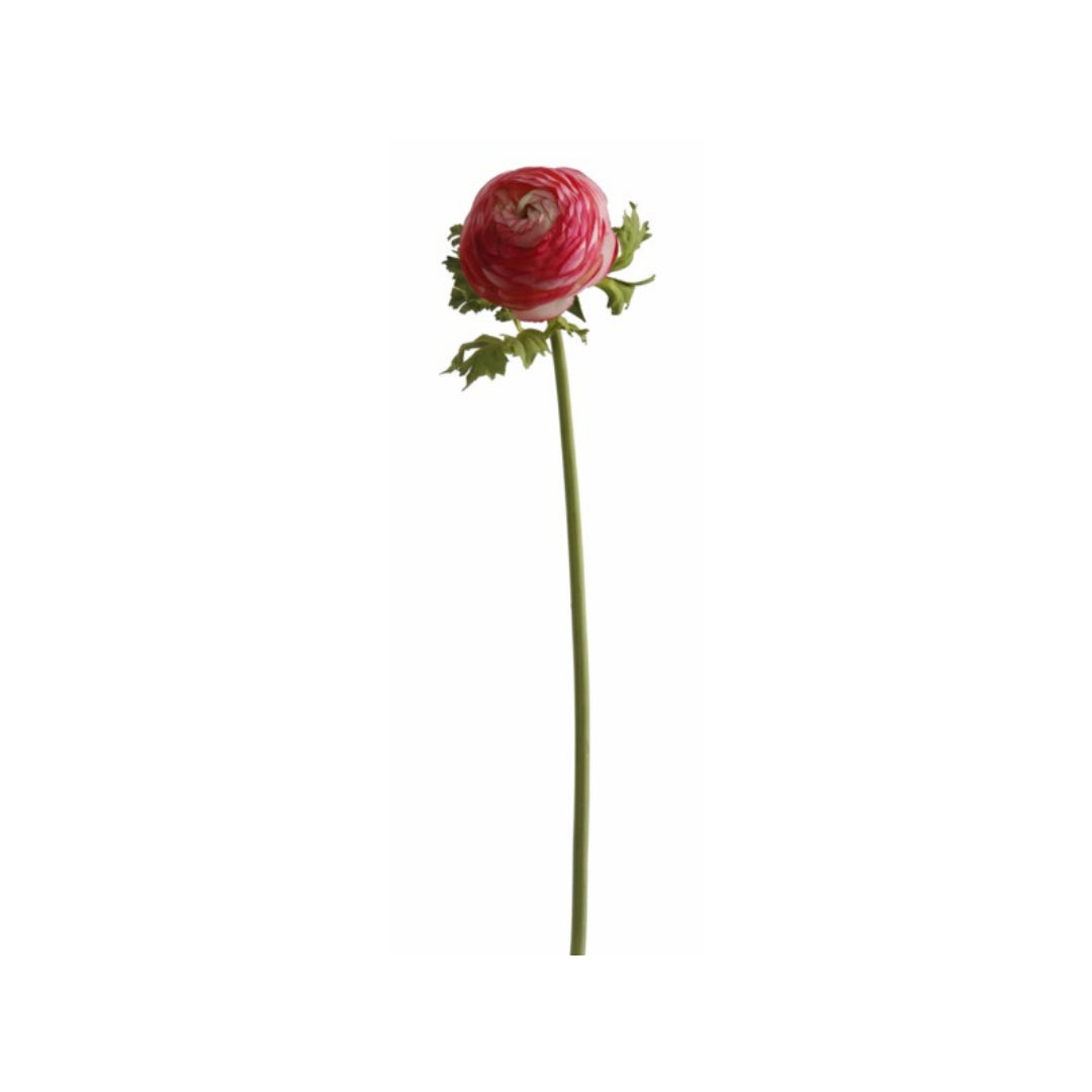 Garden Ranunculus 23.5" Hot Pink