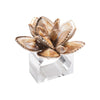 Kim Seybert Beachcomber Napkin Ring in Natural, S/4