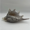 Glass Conch Seashell