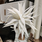 Yucca Palm